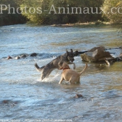 Photo de Labrador retriever