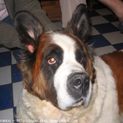 Photo de Saint-bernard poil long