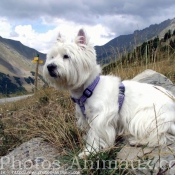 Photo de West highland white terrier