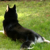 Photo de Husky siberien