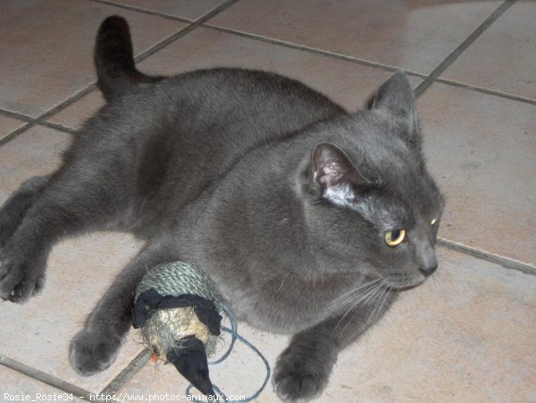 Photo de Chartreux