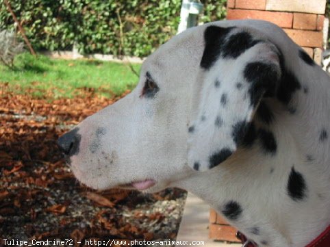 Photo de Dalmatien