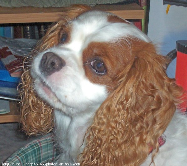 Photo de Cavalier king charles spaniel