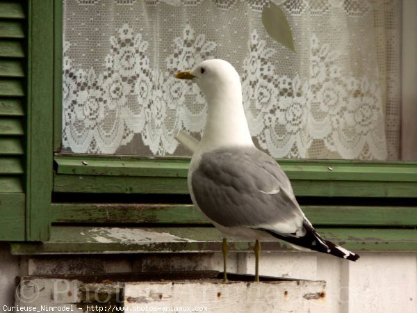 Photo de Mouette