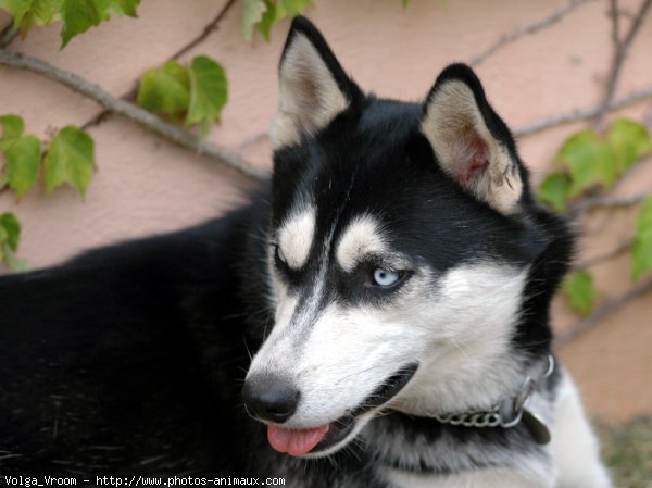 Photo de Husky siberien