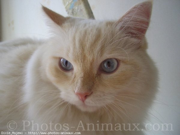 Photo de Ragdoll