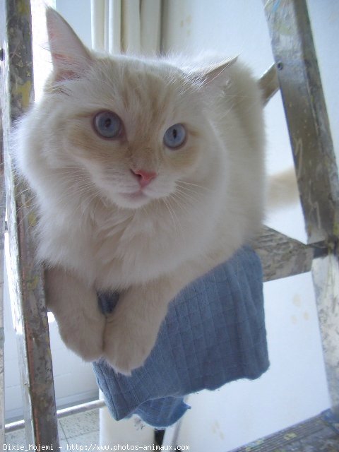 Photo de Ragdoll