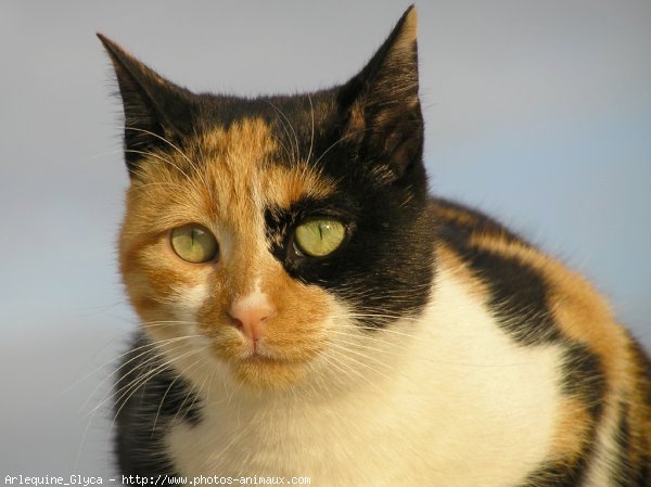 Photo de Chat domestique