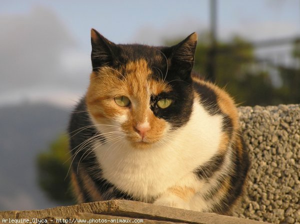 Photo de Chat domestique