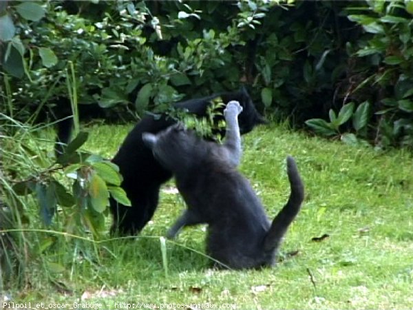 Photo de Chat domestique