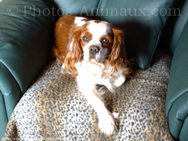 Photo de Cavalier king charles spaniel