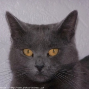 Photo de Chartreux