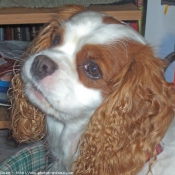 Photo de Cavalier king charles spaniel