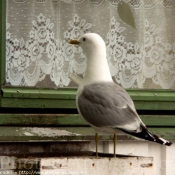 Photo de Mouette