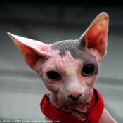 Photo de Sphynx