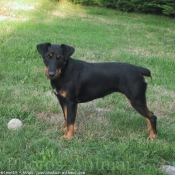 Photo de Jagdterrier allemand