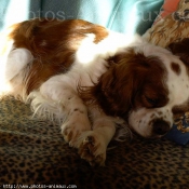 Photo de Cavalier king charles spaniel