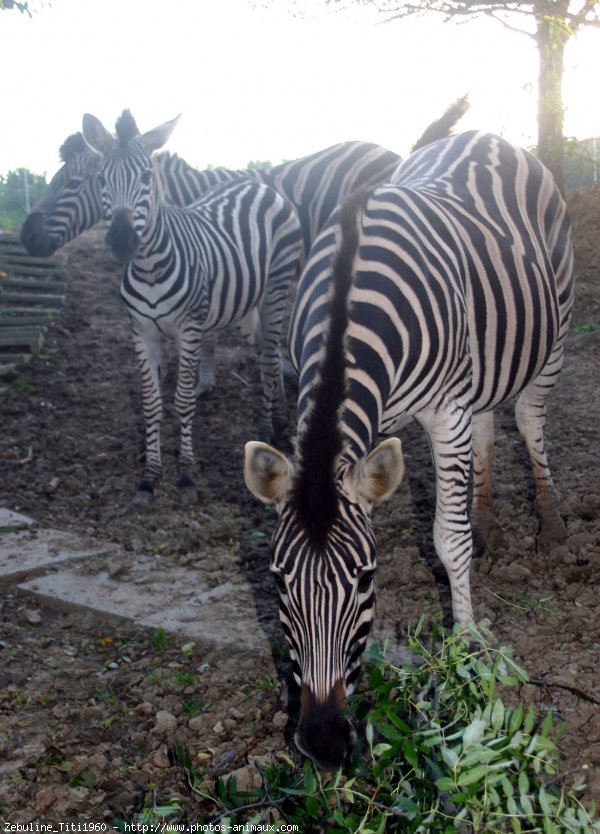 Photo de Zebre