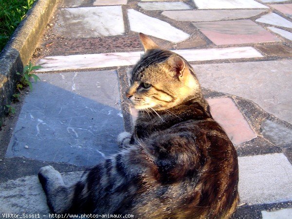 Photo de Chat domestique