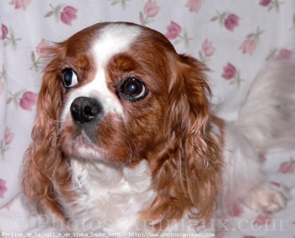 Photo de Cavalier king charles spaniel