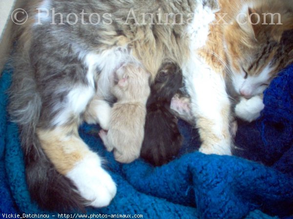 Photo d'Angora turc