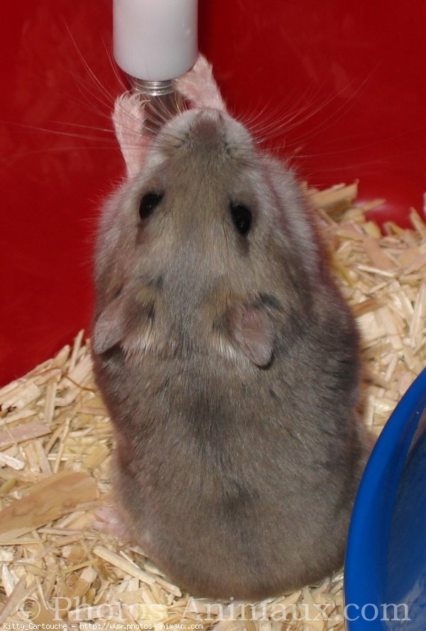 Photo de Hamster