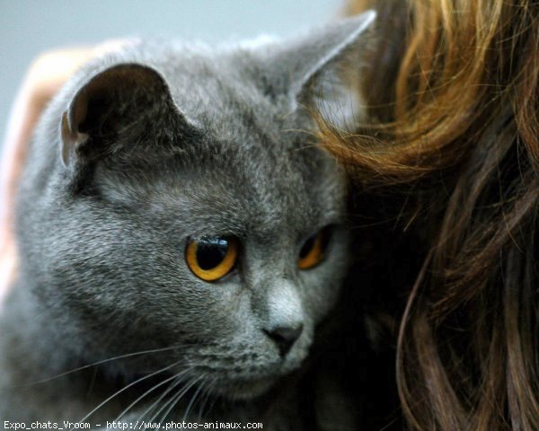 Photo de Chartreux