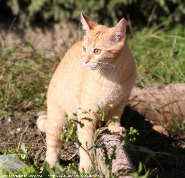 Photo de Chat domestique