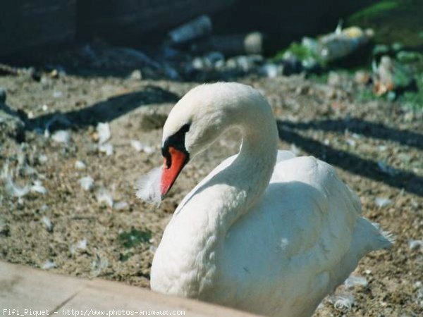 Photo de Cygne