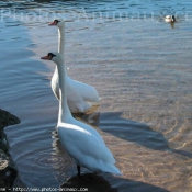 Photo de Cygne