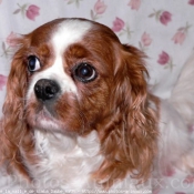 Photo de Cavalier king charles spaniel