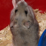 Photo de Hamster