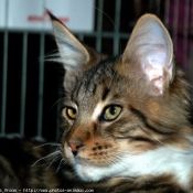 Photo de Maine coon