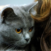 Photo de Chartreux