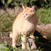 Photo de Chat domestique