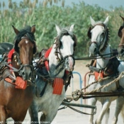 Photo de Races diffrentes