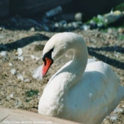 Photo de Cygne