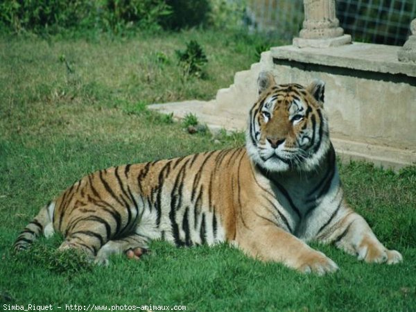 Photo de Tigre