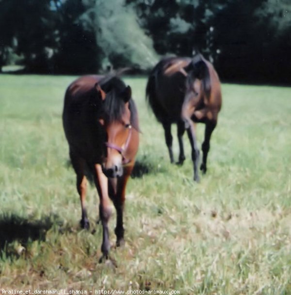 Photo de Races diffrentes