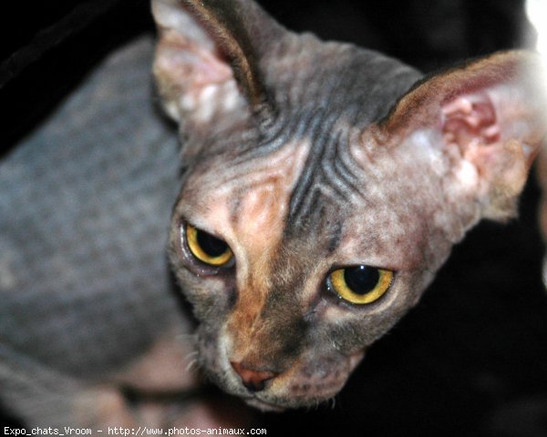 Photo de Sphynx