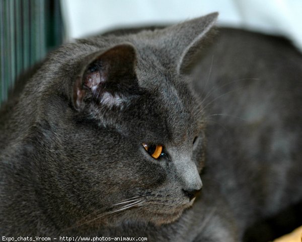 Photo de Chartreux