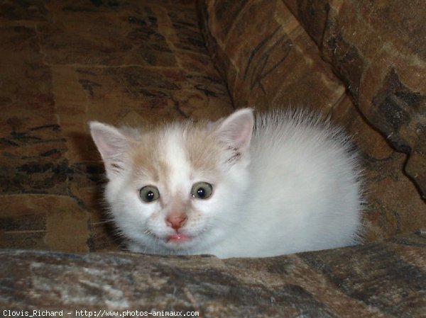 Photo de Chat domestique