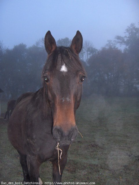 Photo de Trotteur franais