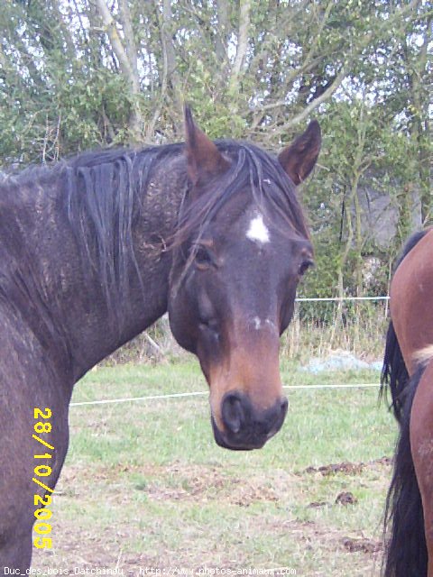 Photo de Trotteur franais