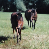 Photo de Races diffrentes