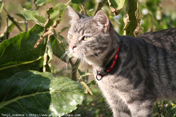 Photo de Chat domestique