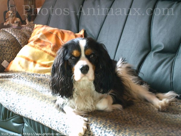 Photo de Cavalier king charles spaniel