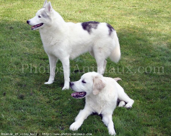 Photo de Husky siberien