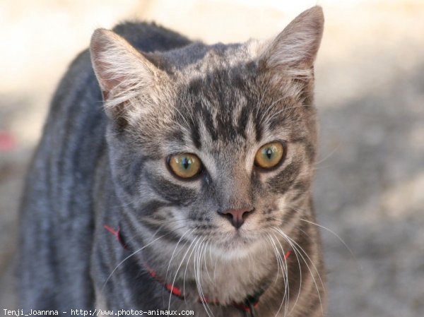 Photo de Chat domestique