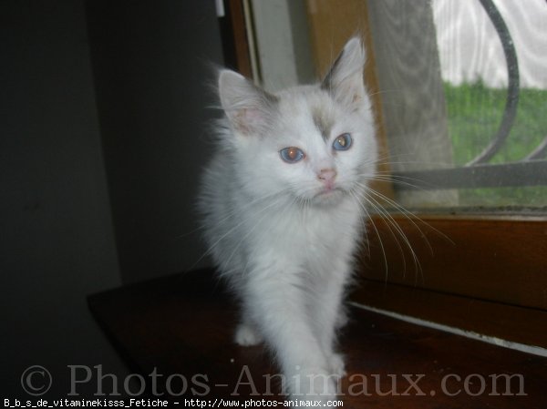 Photo de Ragdoll